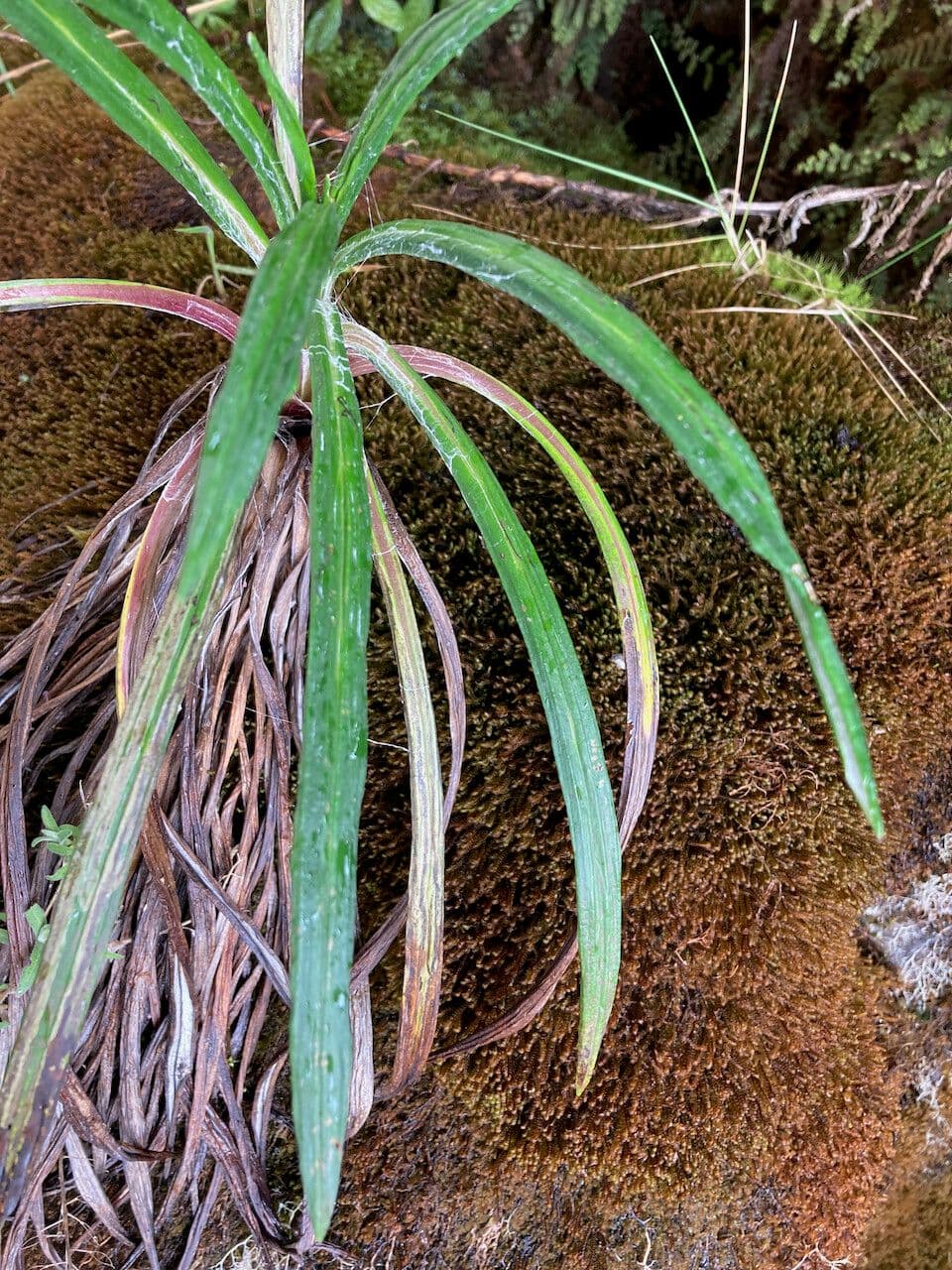 Senecio 13
