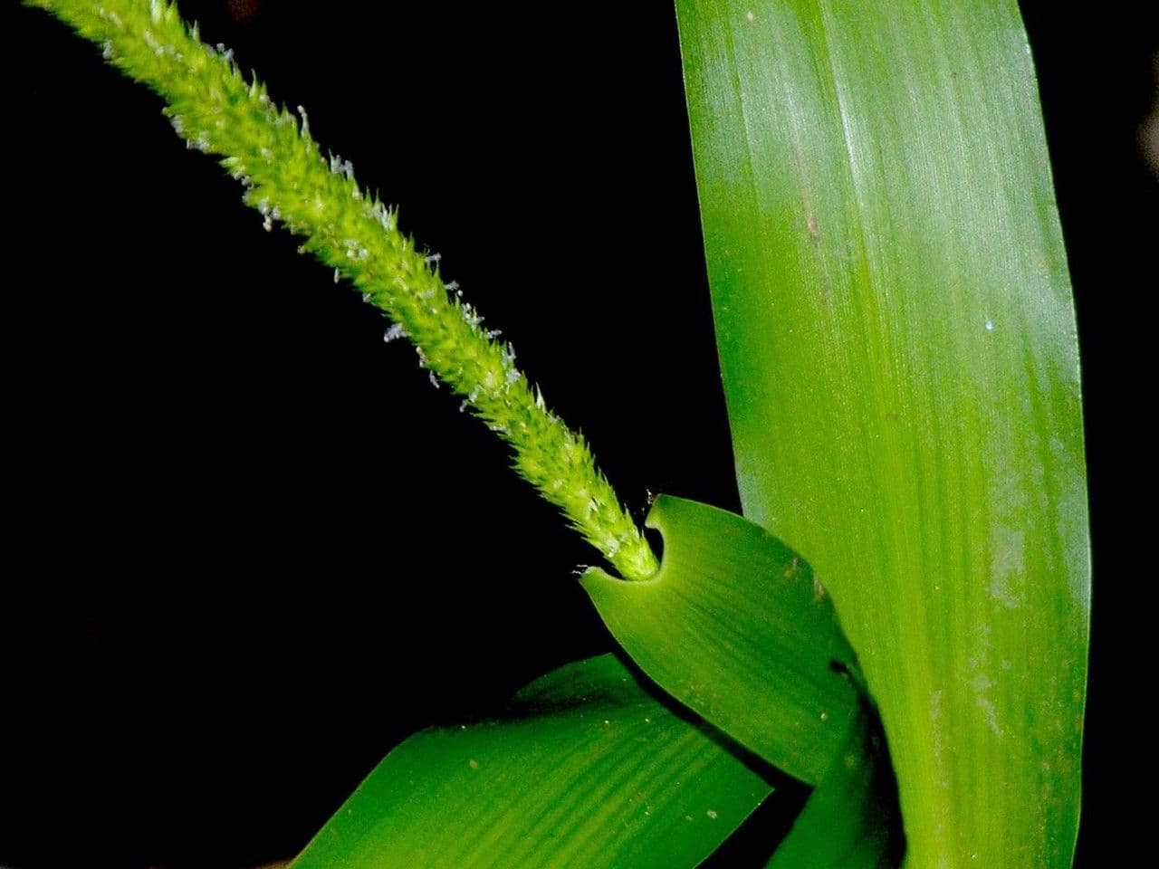 Hymenachne amplexicaulis 14