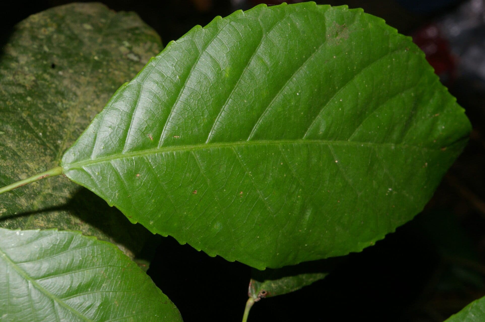 Cleidion 10