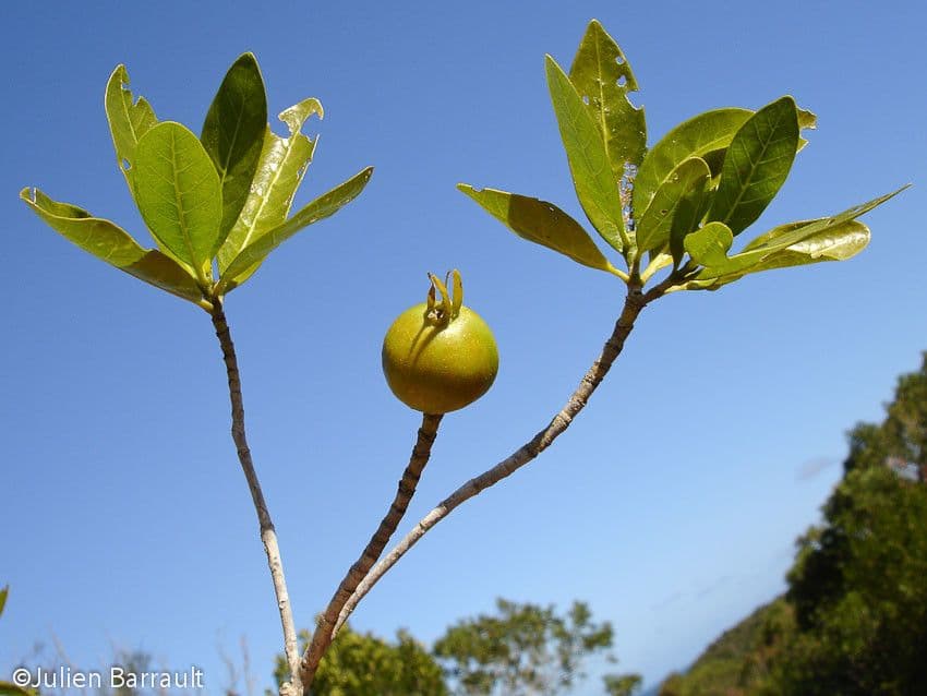 Gardenia 2