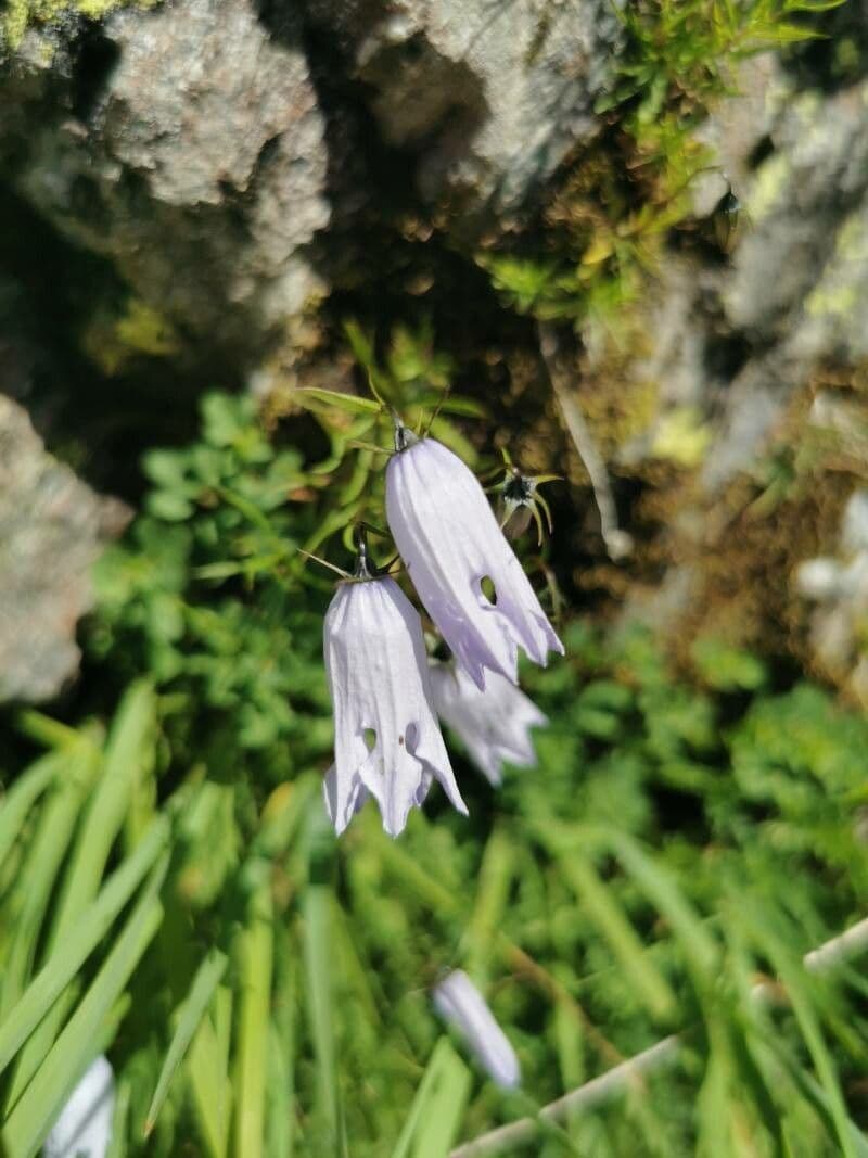 Campanula intaccata 4