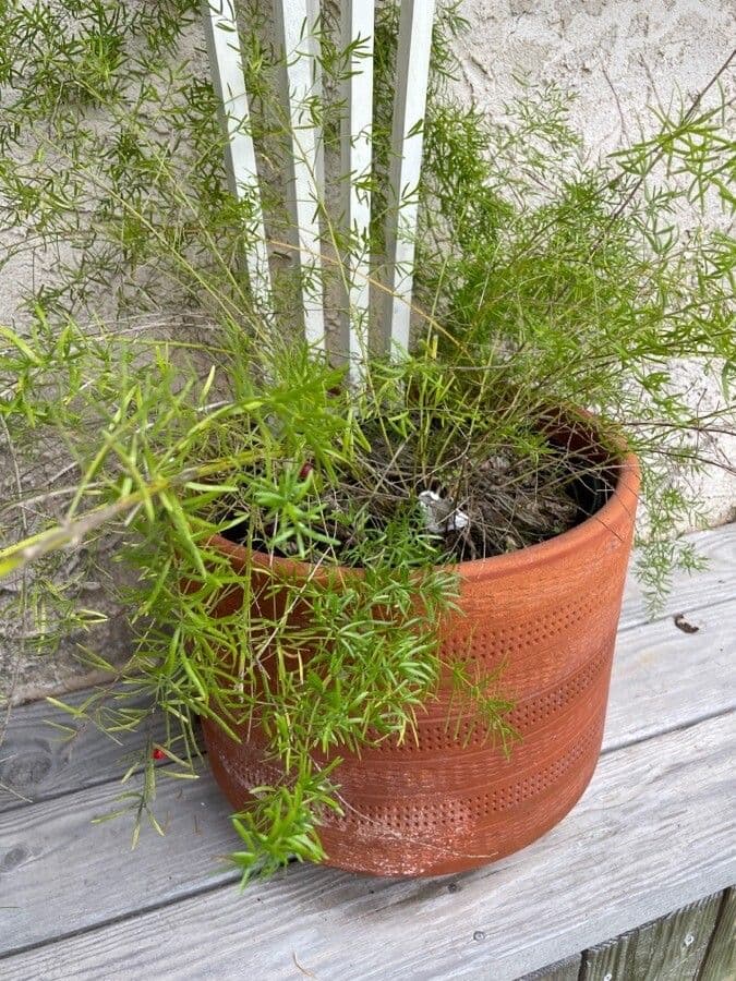 Garten-Spargel 15