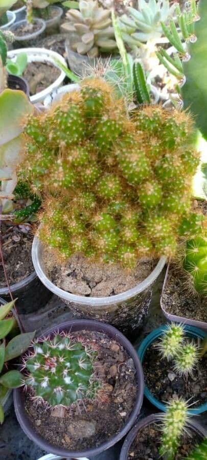 Cactus mela del Perù 6