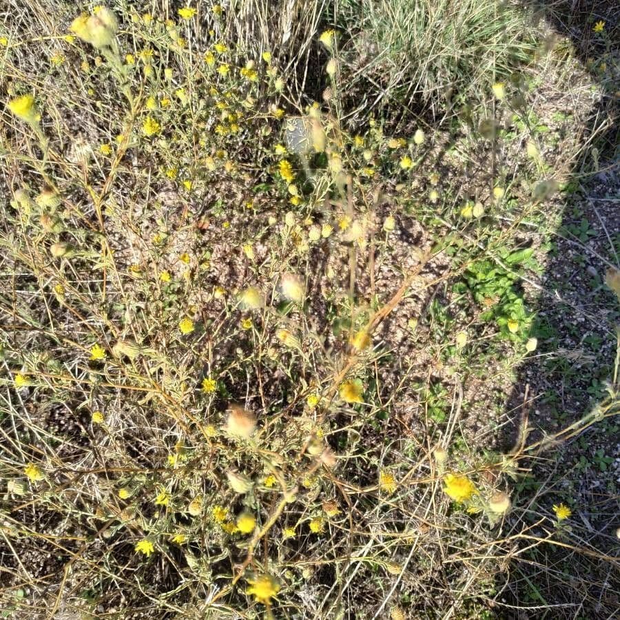 Pulicaria 18