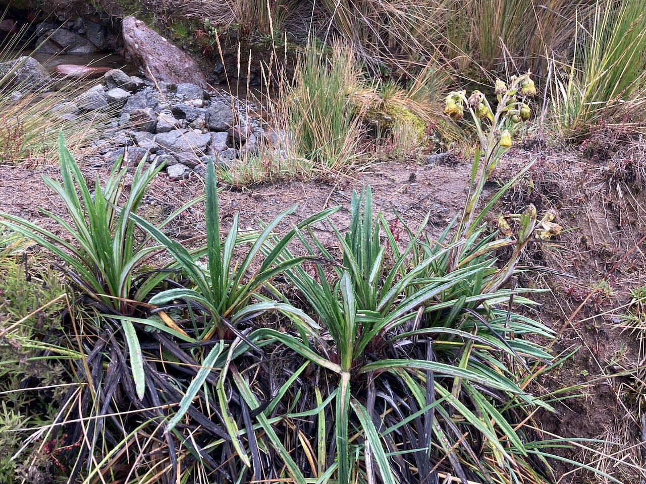 Senecio 6