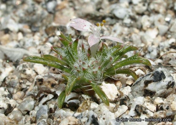 Loeseliastrum schottii 10