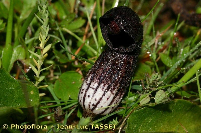 Arisarum 21