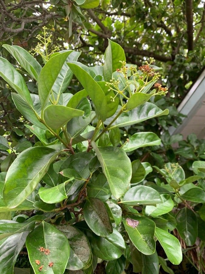 Coelospermum 11