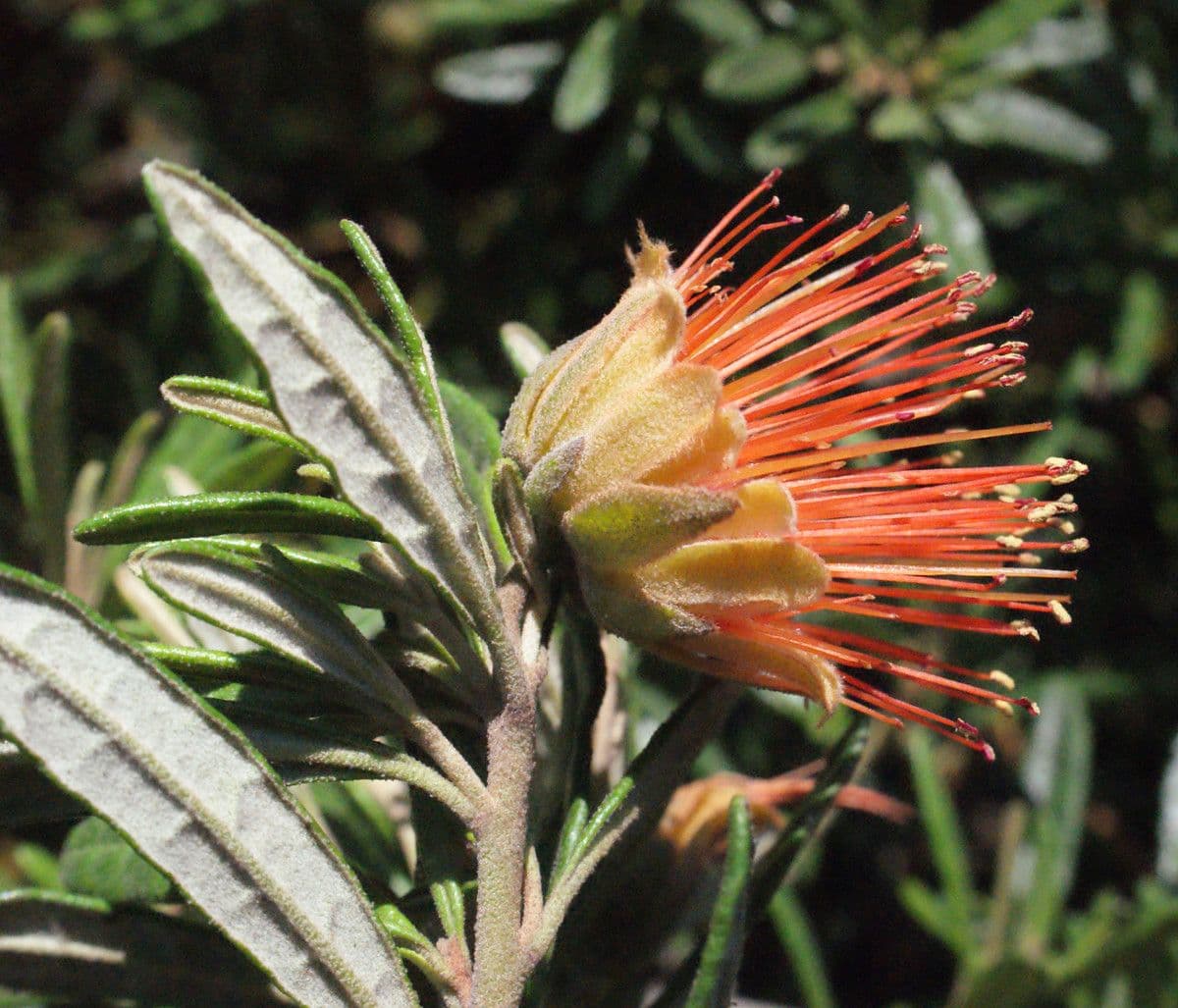 Diplolaena 4