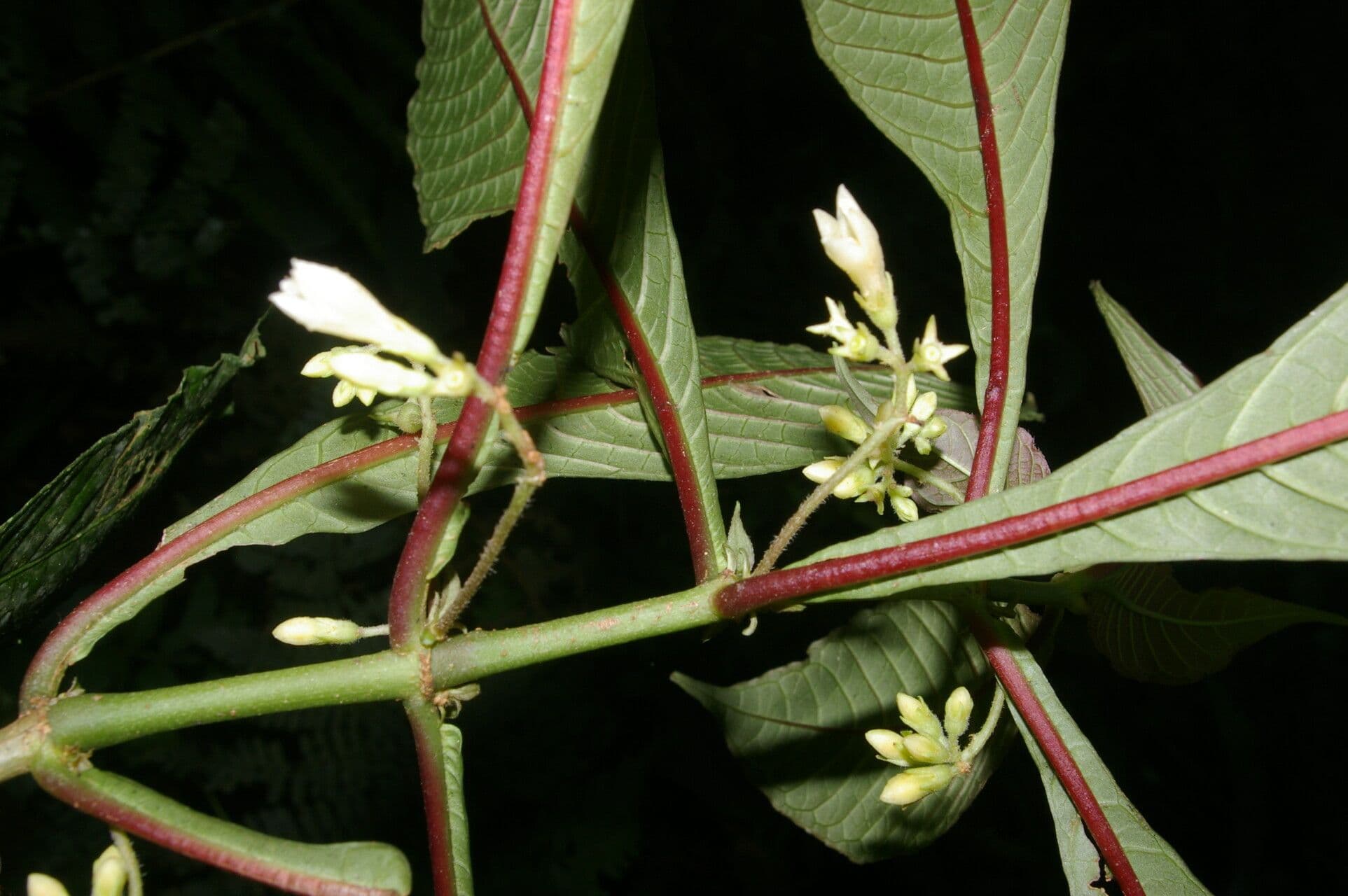 Hoffmannia 2