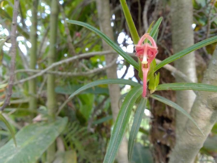 Columnea 7