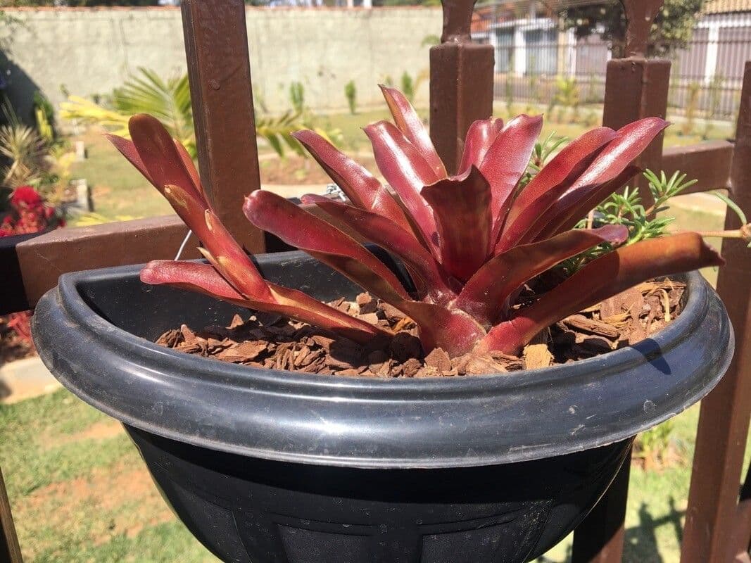 Aechmea 19