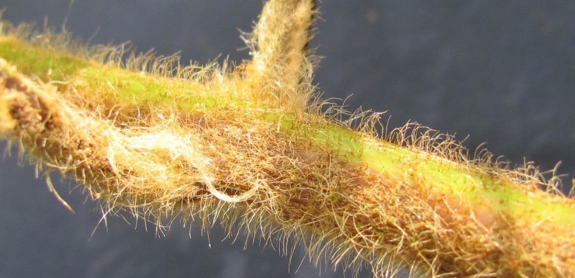 Lophosoria quadripinnata 16