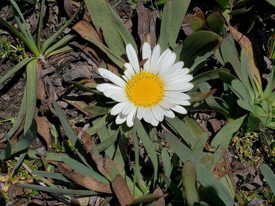 Werneria 4