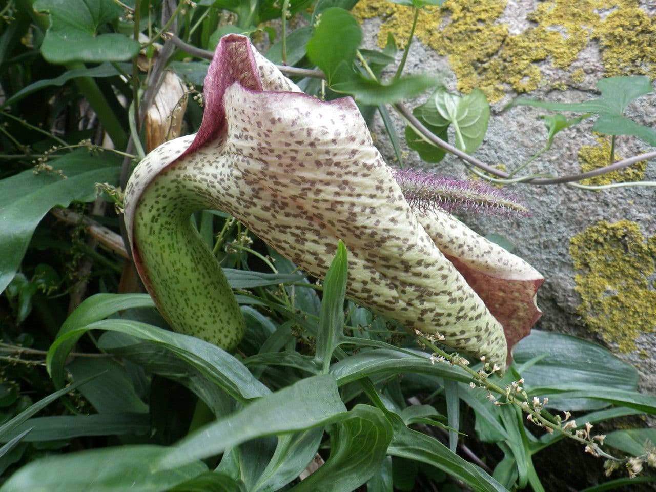 Helicodiceros 2