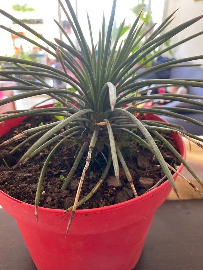 Agave 9