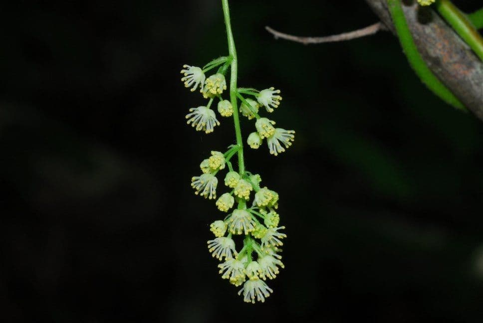 Kanadische Mondsame 6