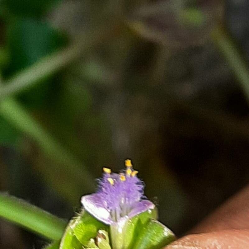 Cyanotis axillaris 5
