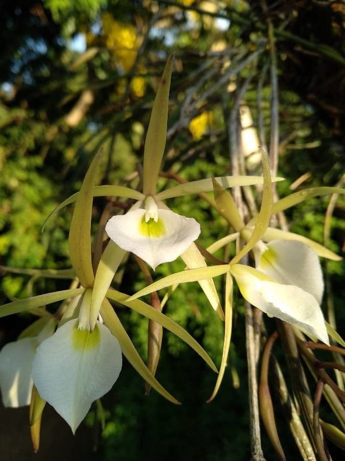 Brassavola 4