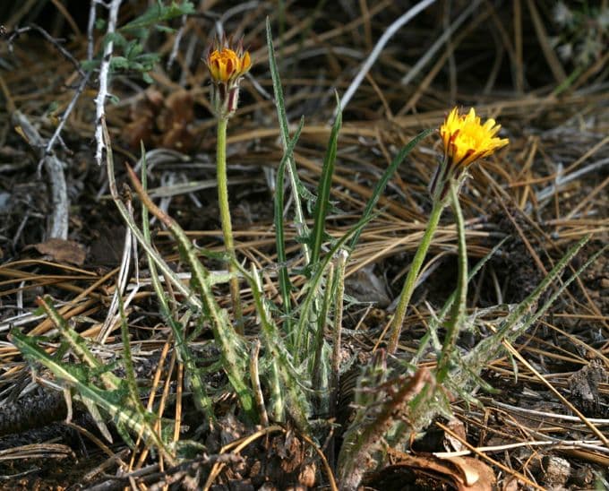 Agoseris retrorsa 12