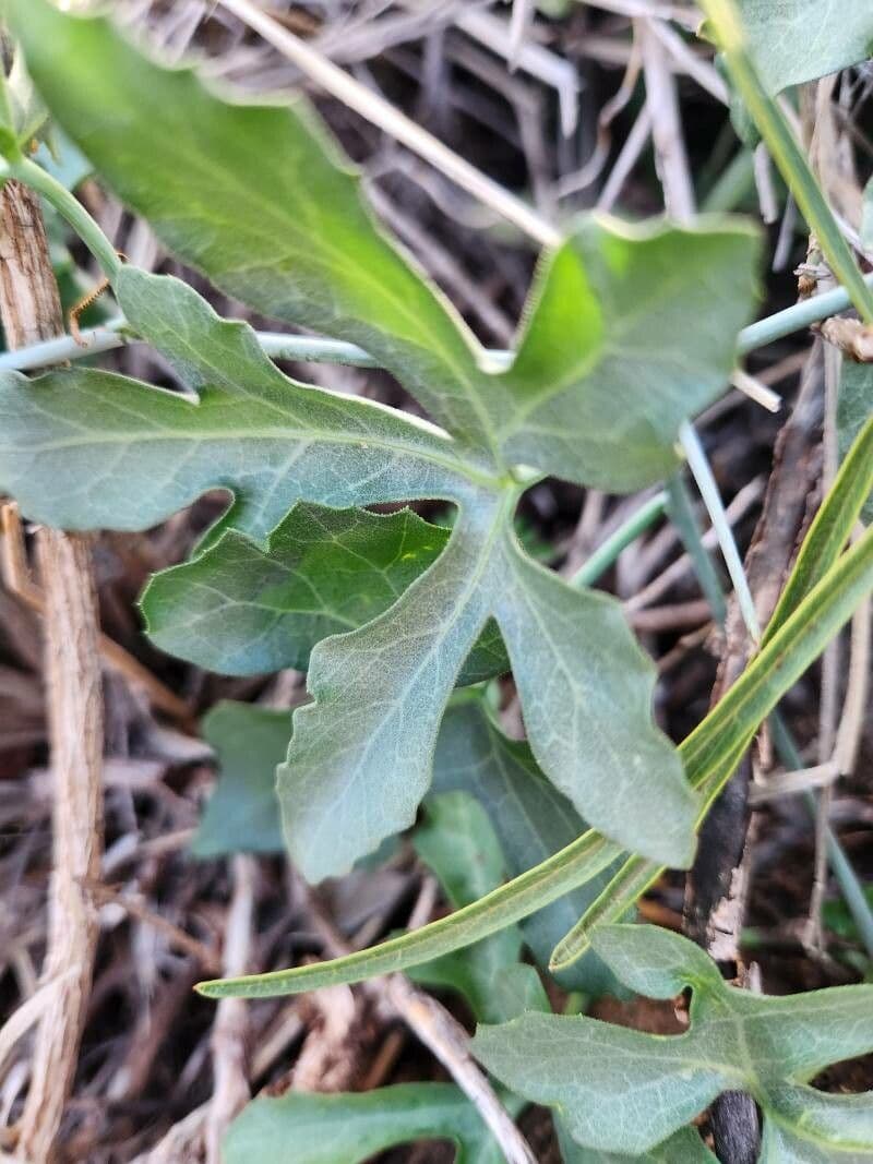 Coccinia 4