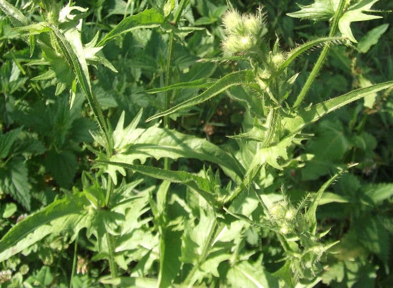 Radicchiella setolosa 27