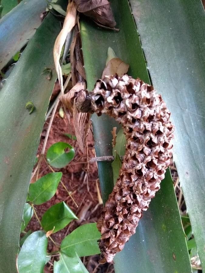 Aechmea 2