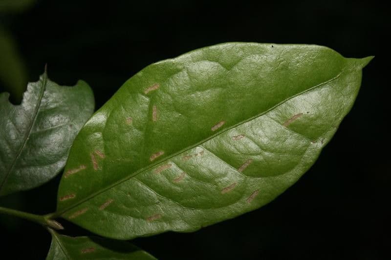 Cassipourea 6