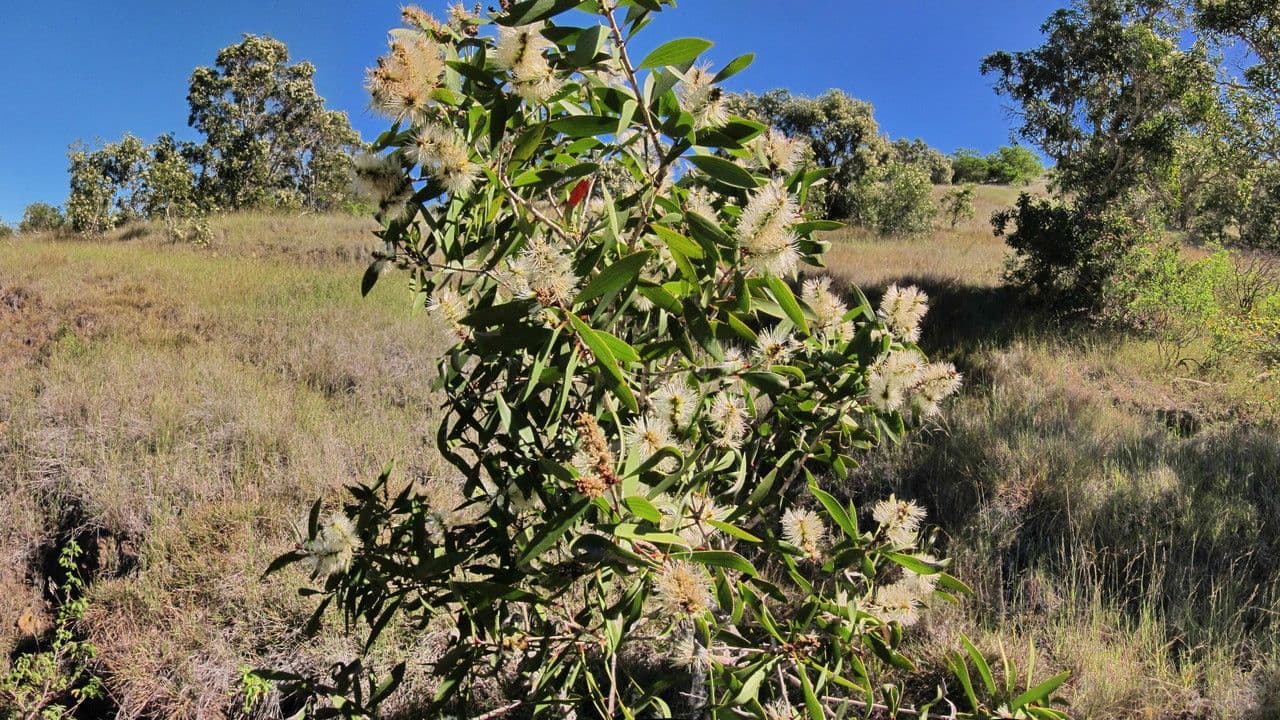 Fünfnerviger Teebaum 27
