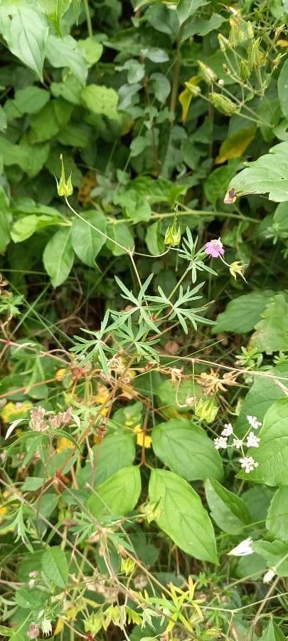 Géranium colombin 16