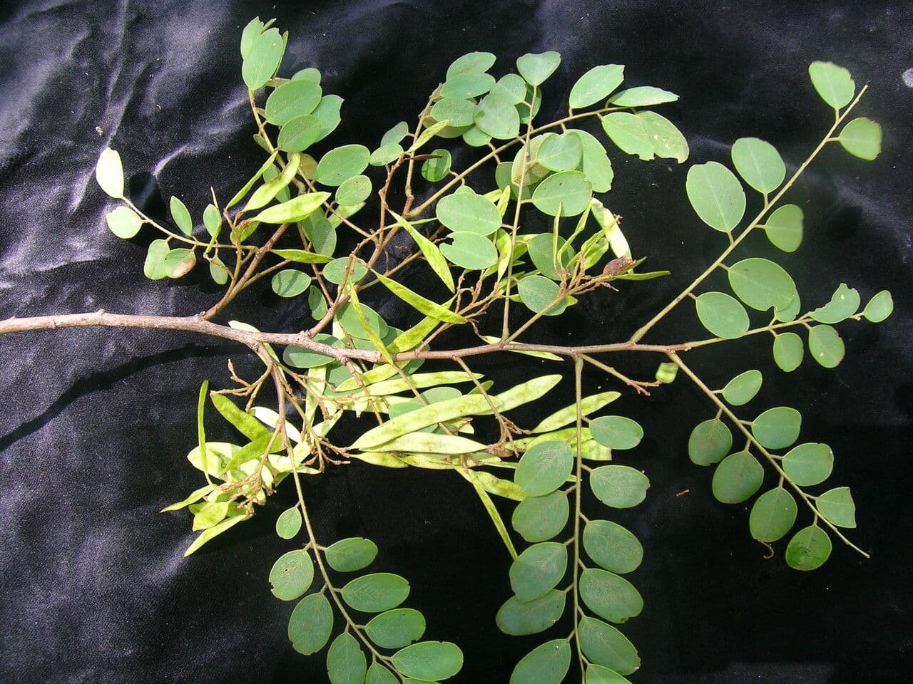 Dalbergia 2