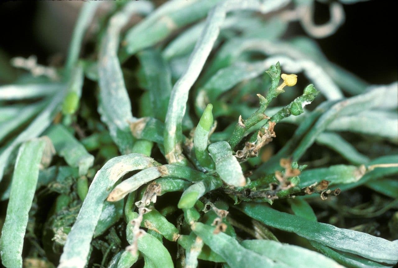 Taeniophyllum
