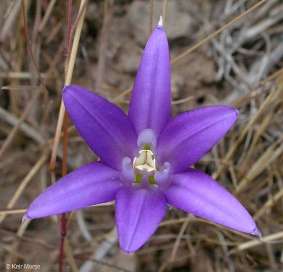 Brodiaea 2