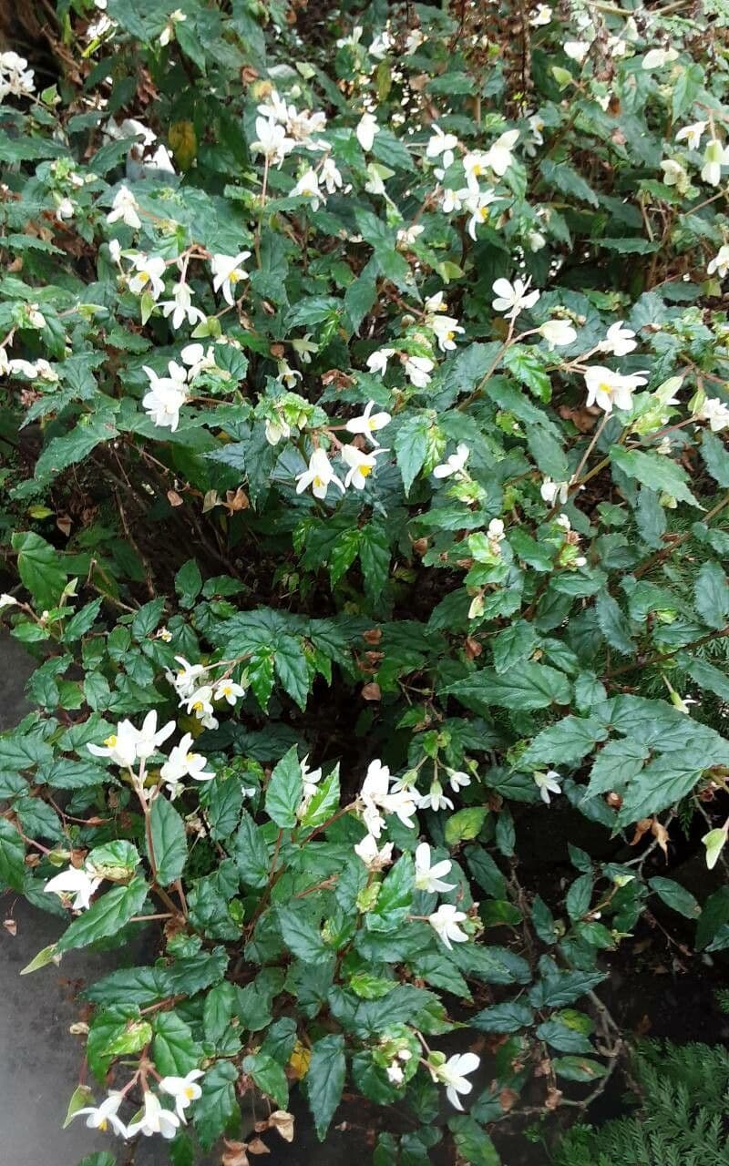 Begonia