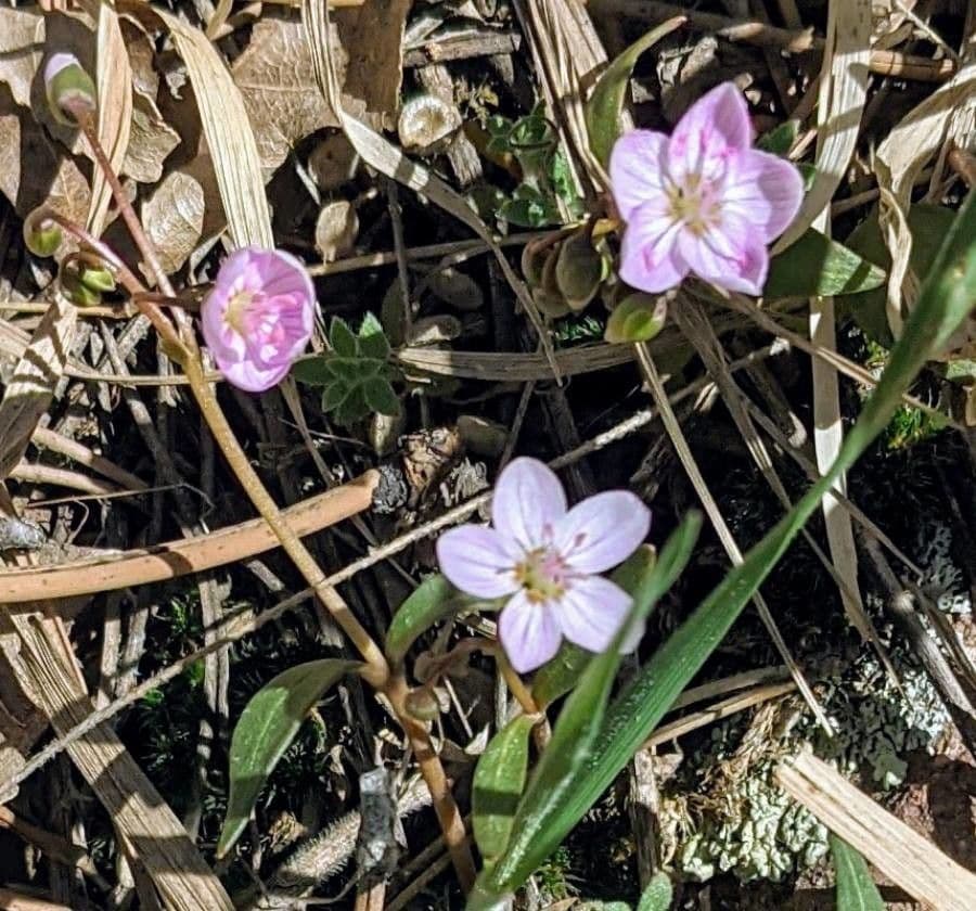Claytonia 2