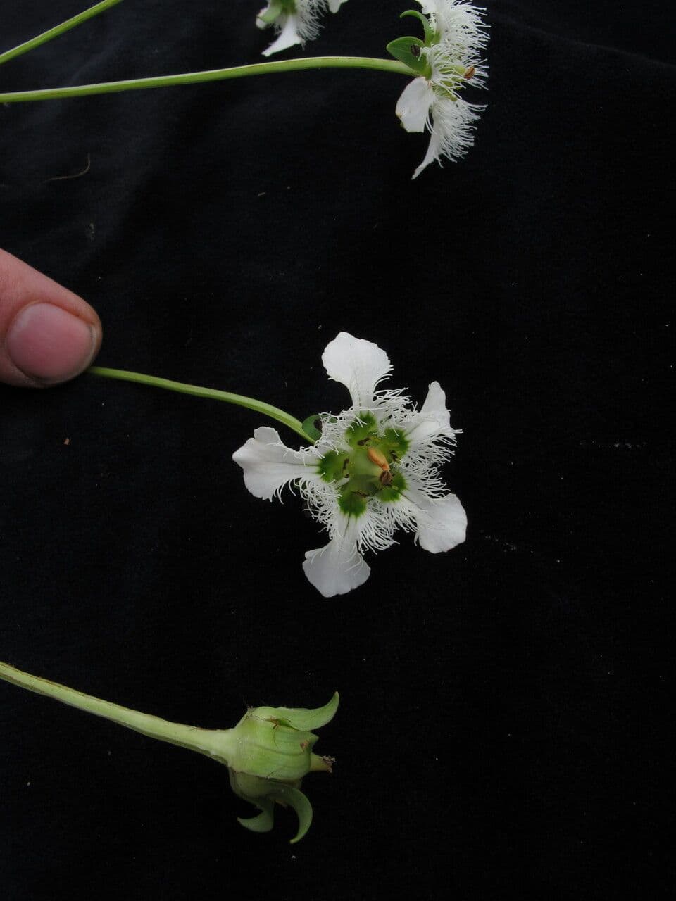 Parnassia 12