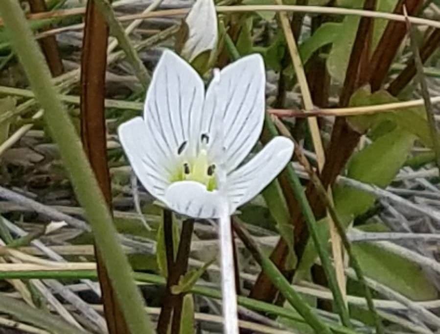 Schwalbenwurz-Enzian