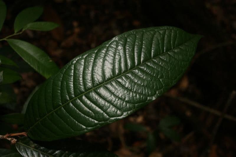 Couepia