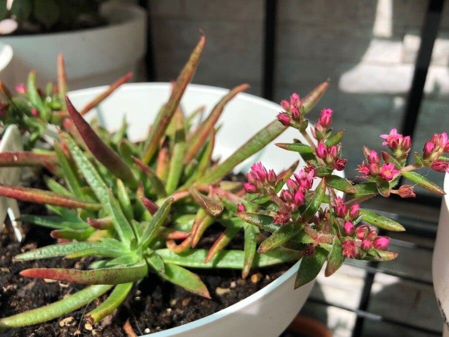 Crassula 10