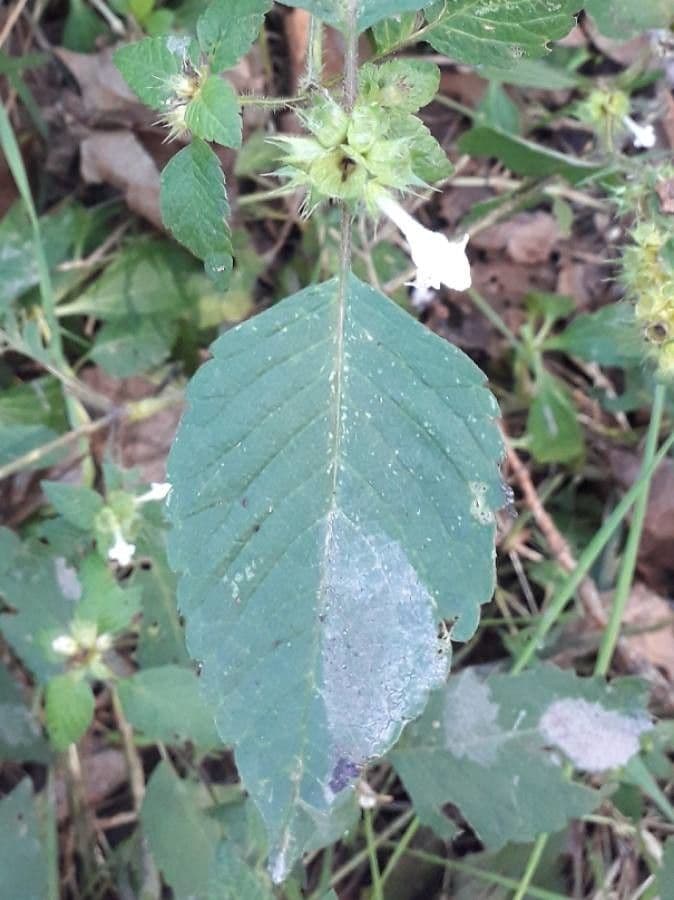 Canapa selvatica 18