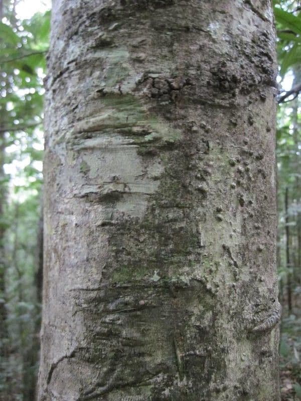 Leptobalanus 10