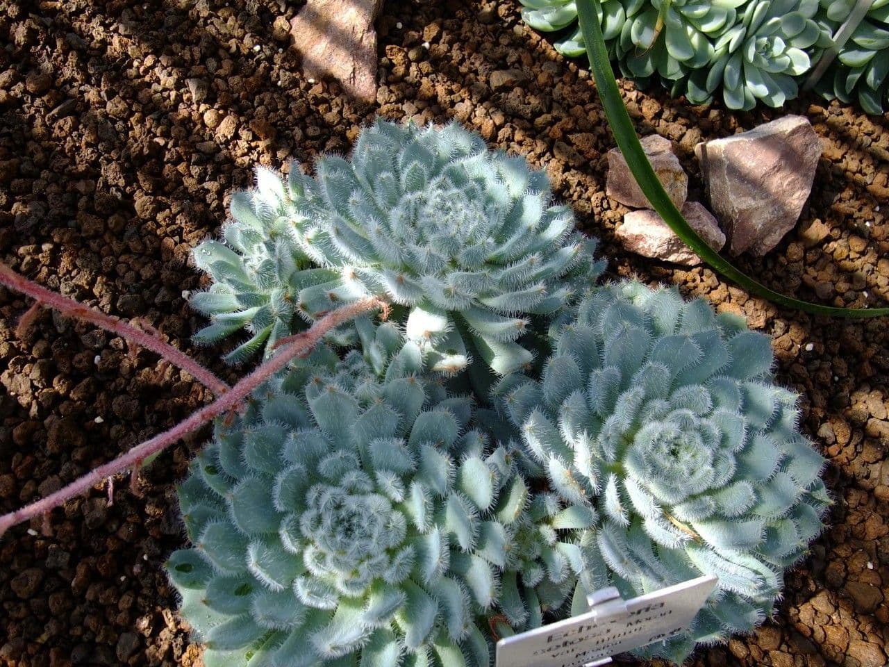 Echeveria 10