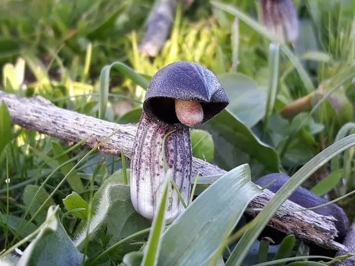 Arisarum 5