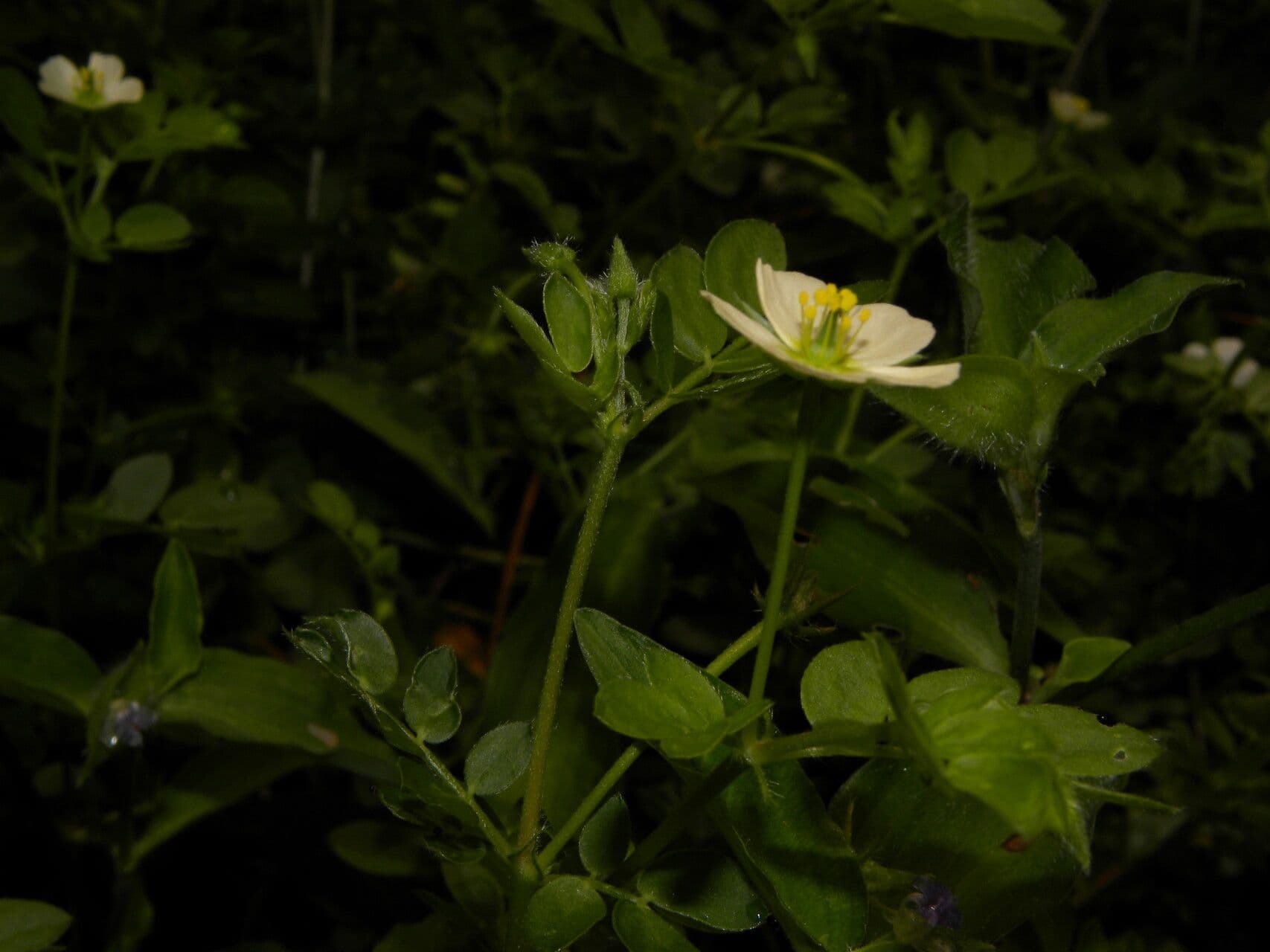 Kallstroemia 3