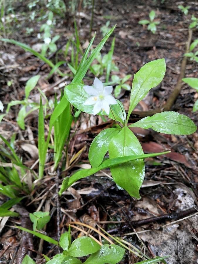 Trientalis 8