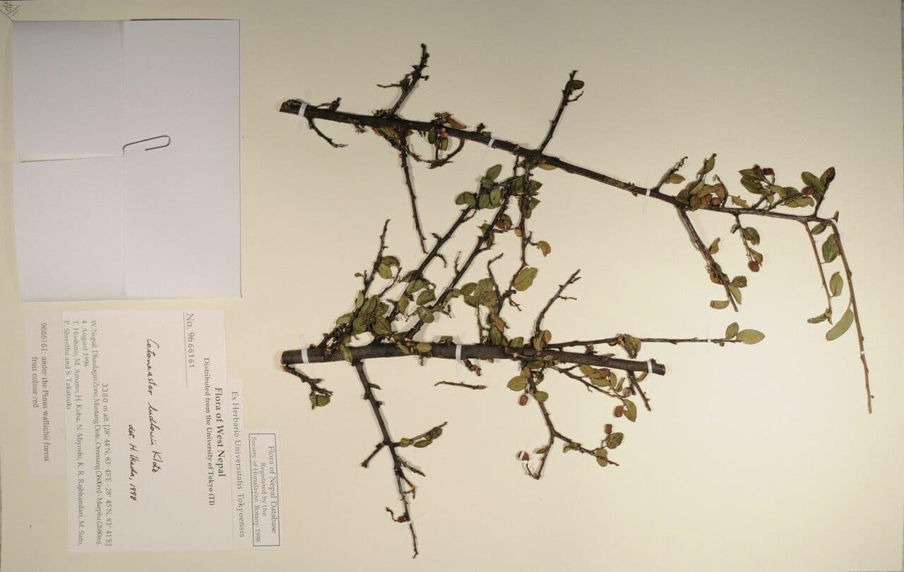 Cotoneaster 9