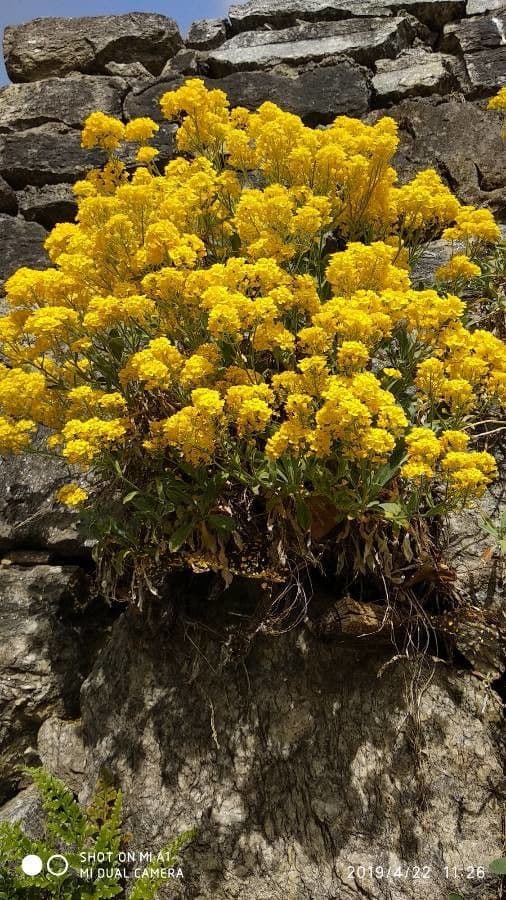 Aurinia saxatilis 12