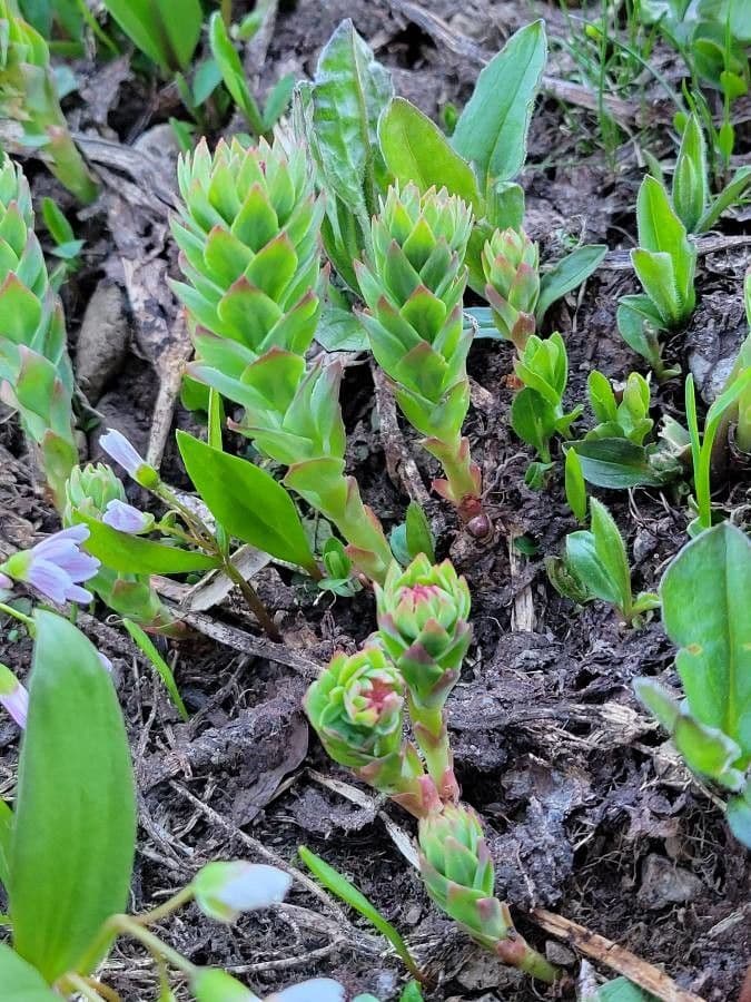 Rhodiola integrifolia 19