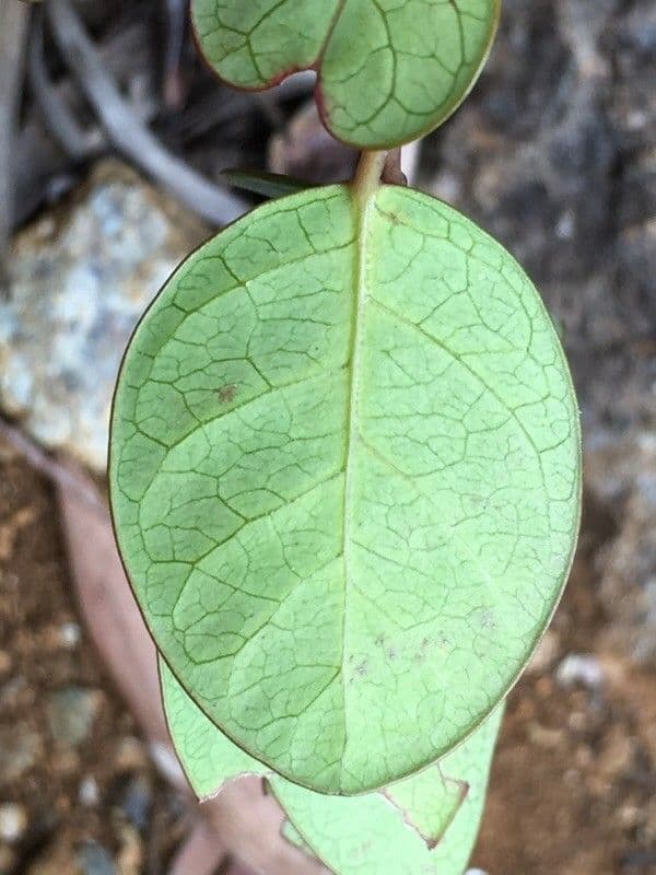 Phyllanthus 5