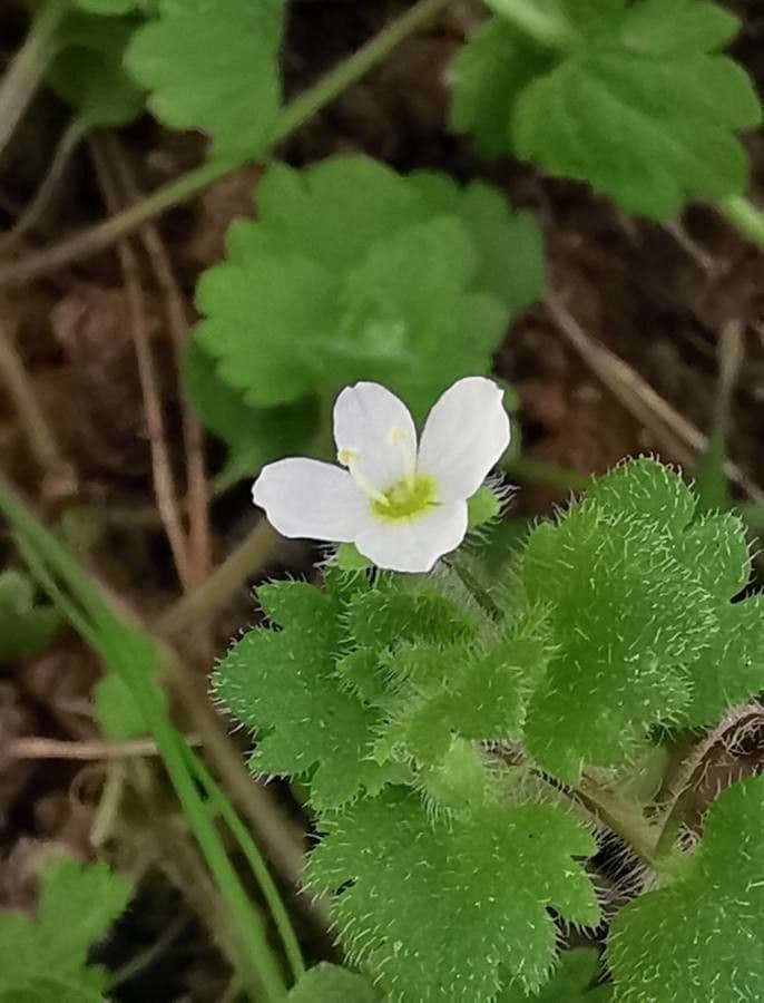 Veronica cymbalaria 17